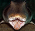   Teeth Port Jackson Shark Shelly Beach Dive Site Sydney Manly Australia  